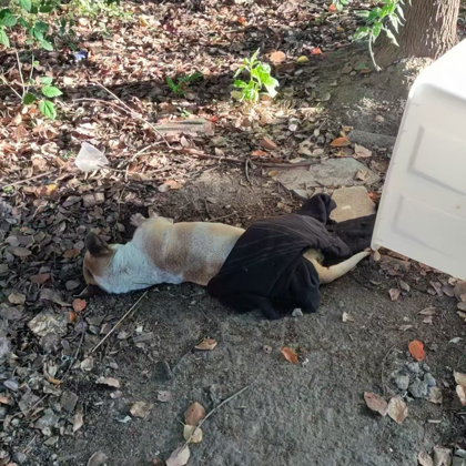 狗狗救助 群聊头像