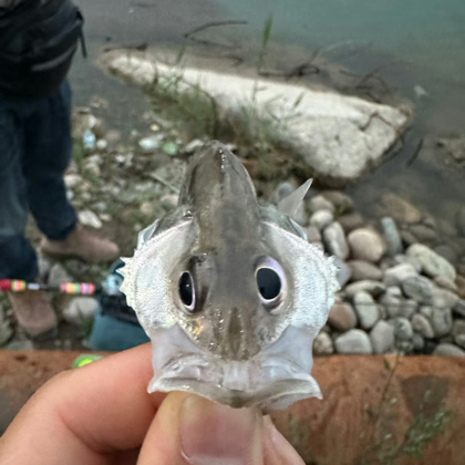 钓友交流群 群聊头像