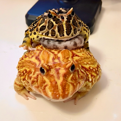 🐸萌蛙小窝 群聊头像
