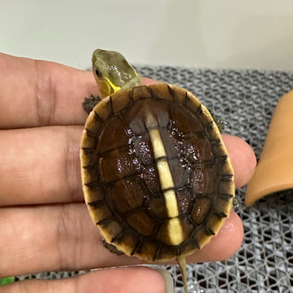 好龟蜜们 群聊头像