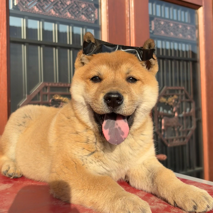 田园犬来财大本营 群聊头像