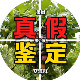 果小院真假果树苗鉴定群 群聊头像