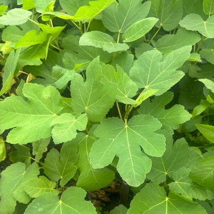无花果果苗种植群 群聊头像
