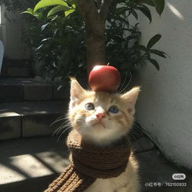 小狼小窝4️⃣ 群聊头像