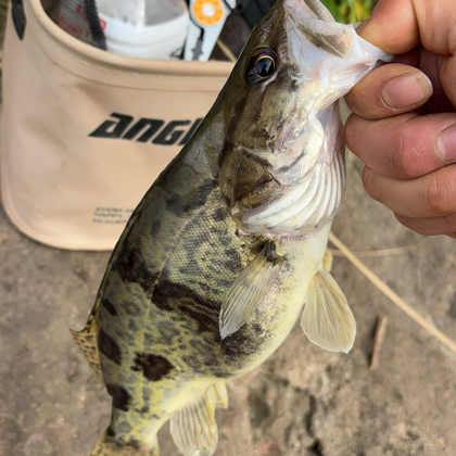 🎣打鳜佬聚集地🐢 群聊头像