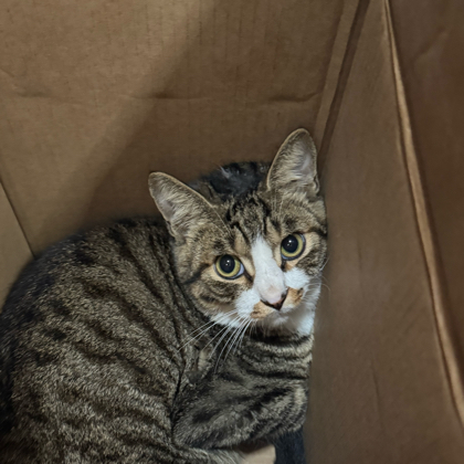 救助小猫众筹 群聊头像
