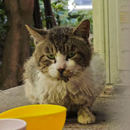 救助口炎小猫 群聊头像