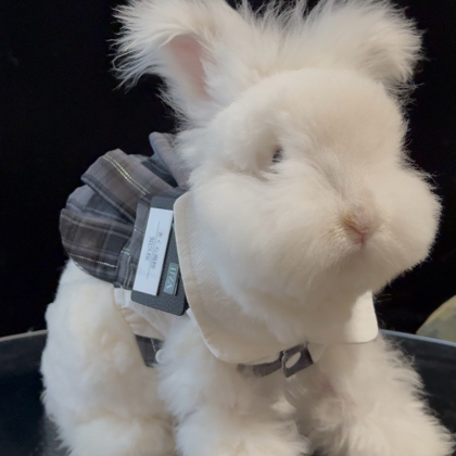 灵璧宠物兔&突突兔🐰 群聊头像
