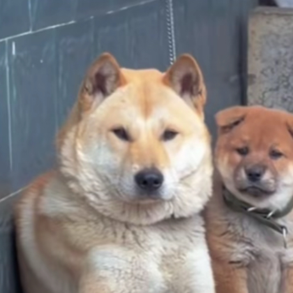 中华田园犬公开讨论 群聊头像