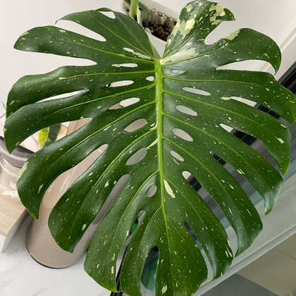花友的日常分享 群聊头像