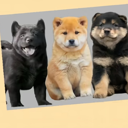中华田园犬群 群聊头像