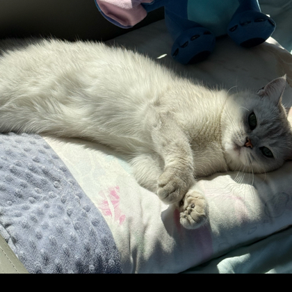 小猫扁扁 群聊头像