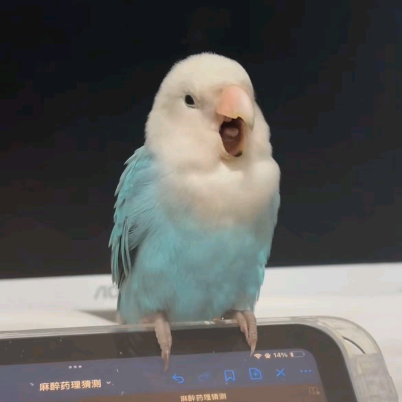 鸟界杠精交流基地 群聊头像