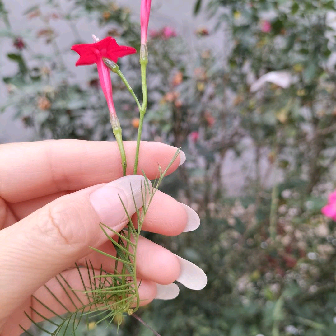 79年兄弟姐妹羊群 群聊头像