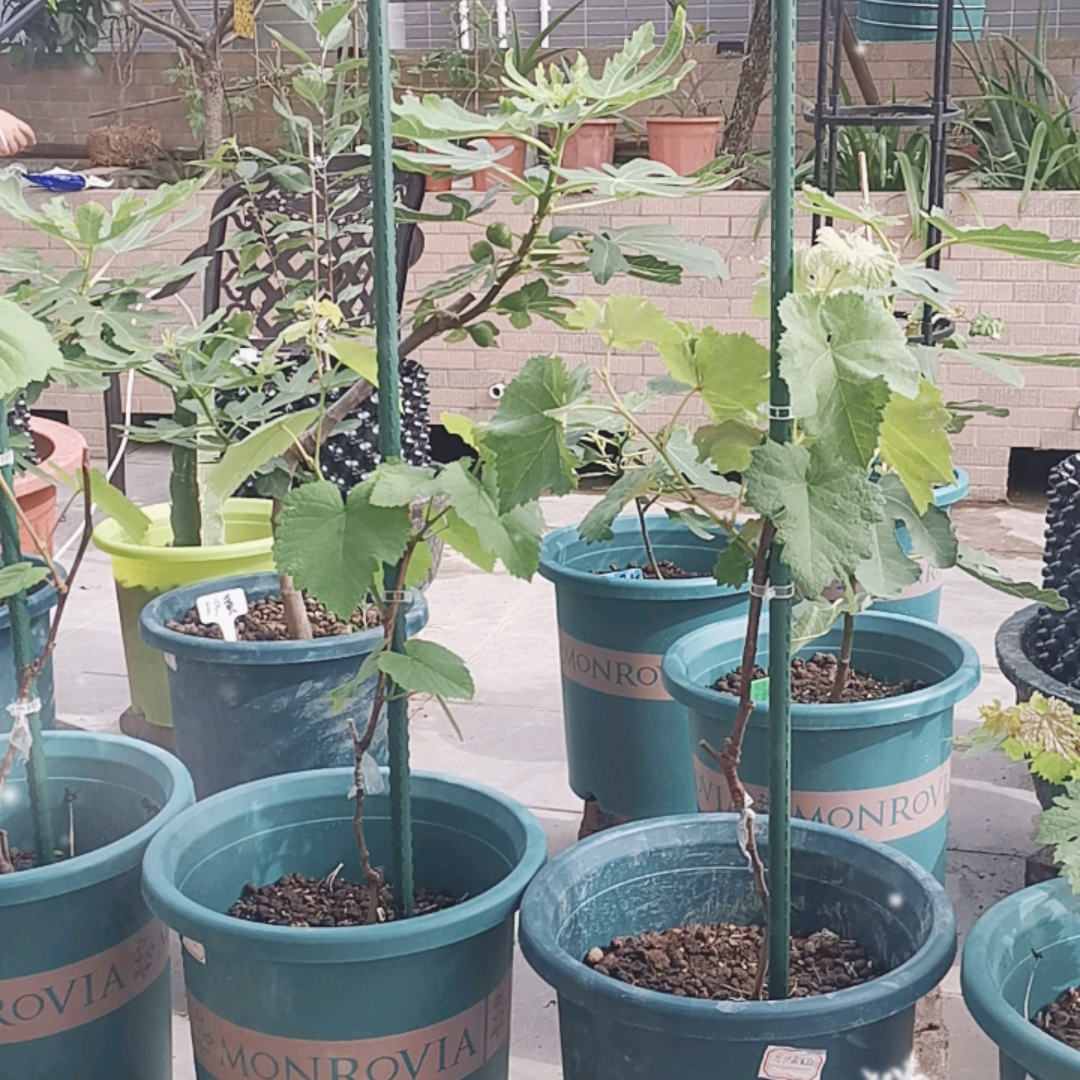 二明种植交流 群聊头像
