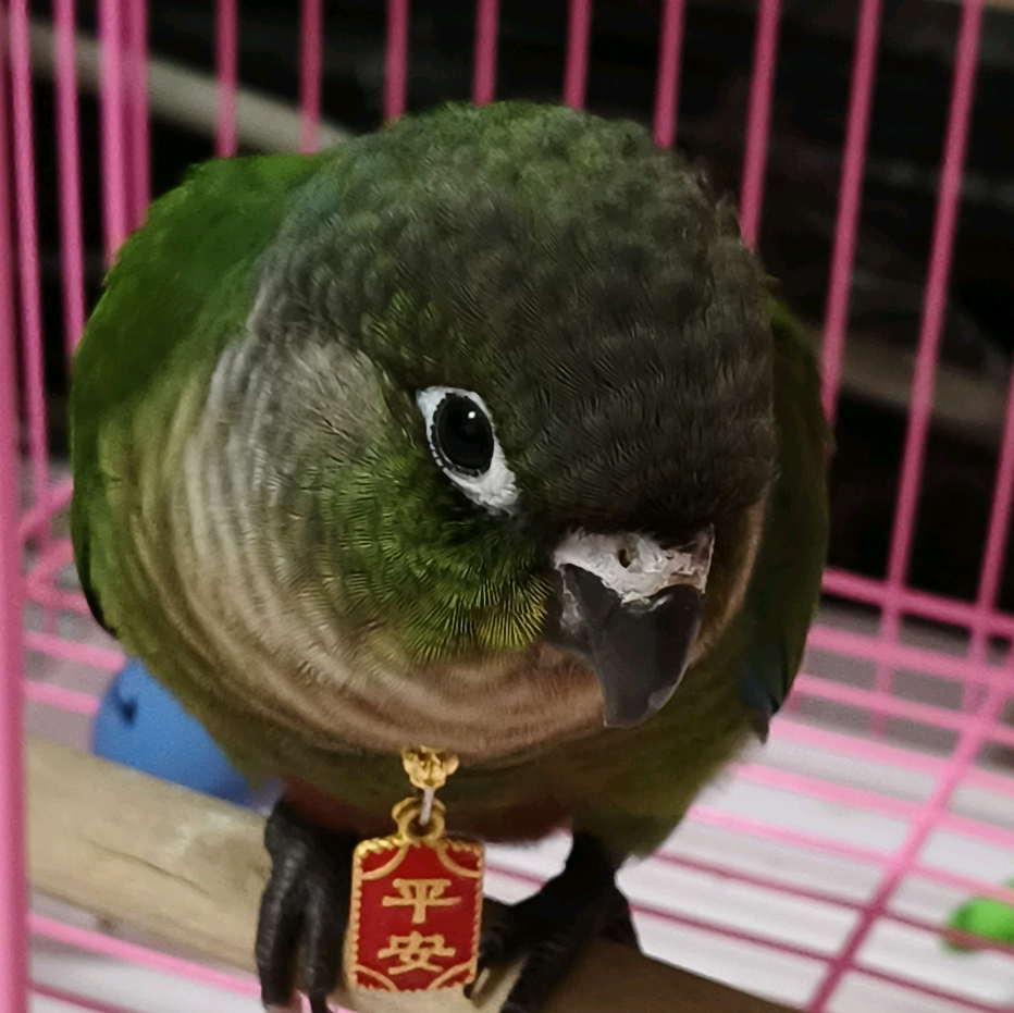 鸟友群2 群聊头像