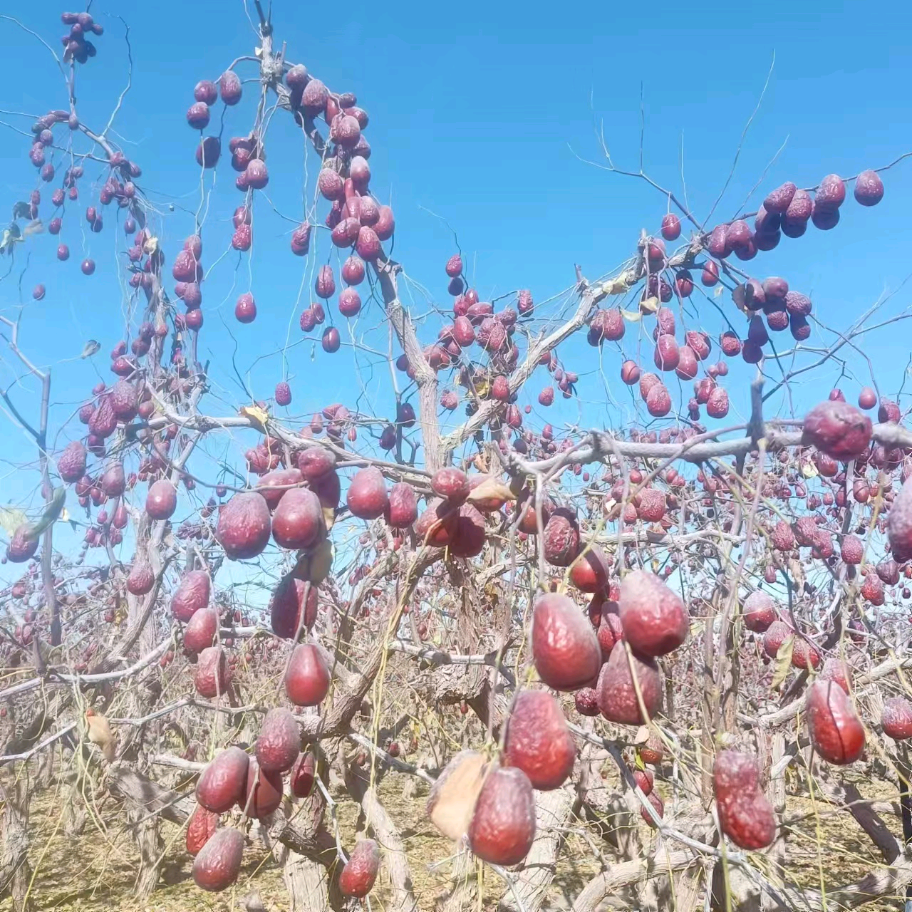 林林种大枣 群聊头像