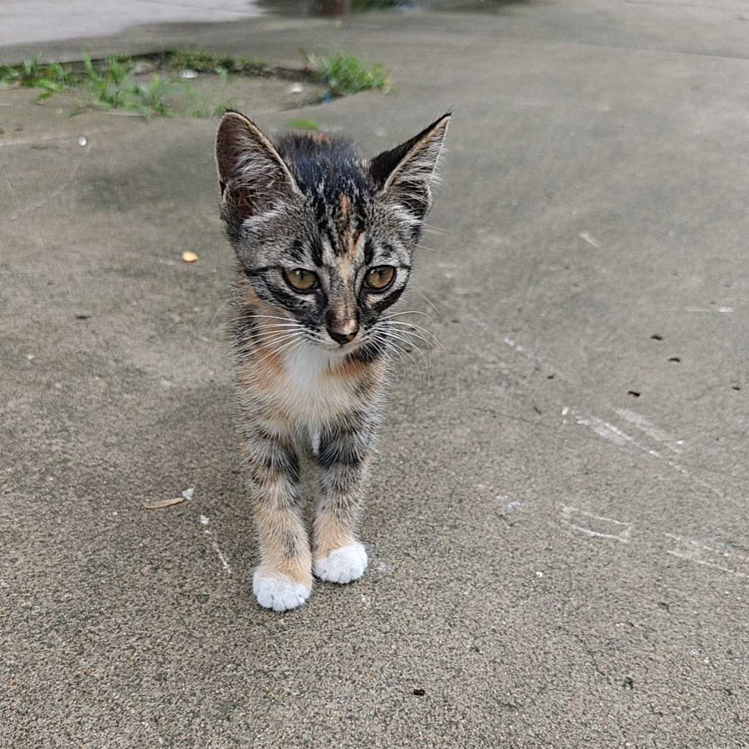 救助传腹猫 群聊头像