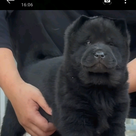 山东田园犬交流群 群聊头像