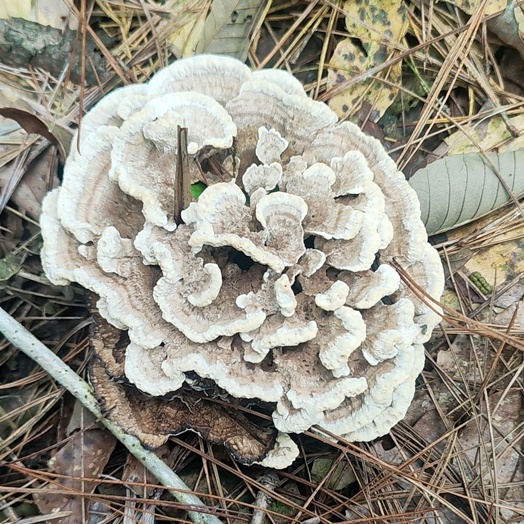 纳雍捡菌搭子联盟 群聊头像