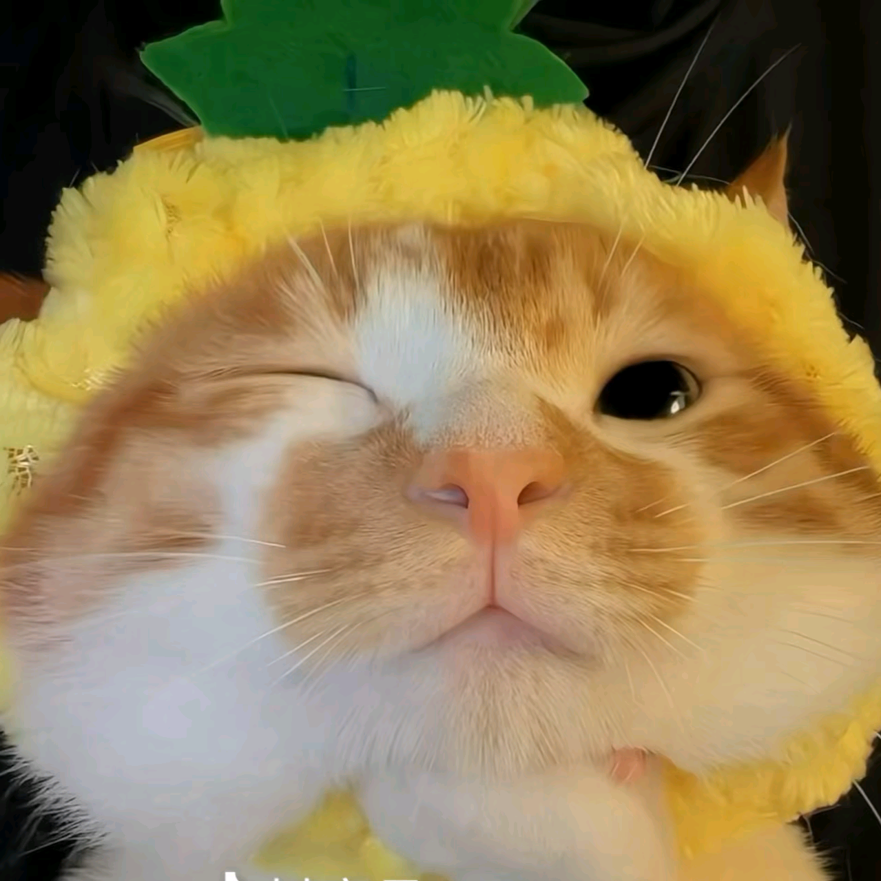 蔚县猫猫领养送养 群聊头像