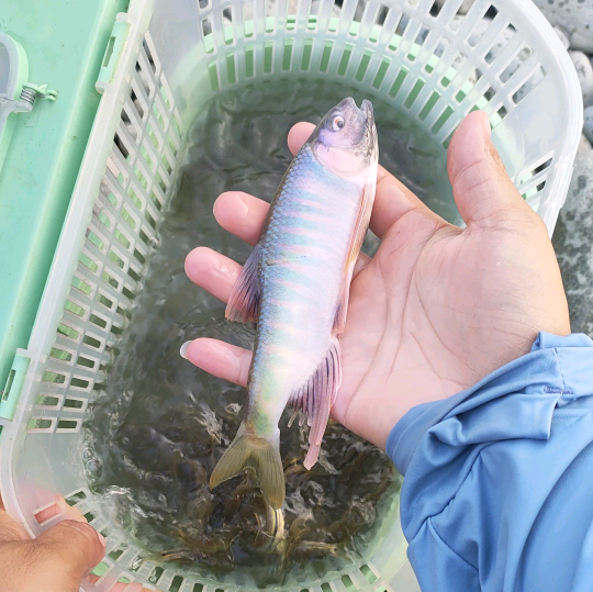 广汉周边溪流钓 群聊头像