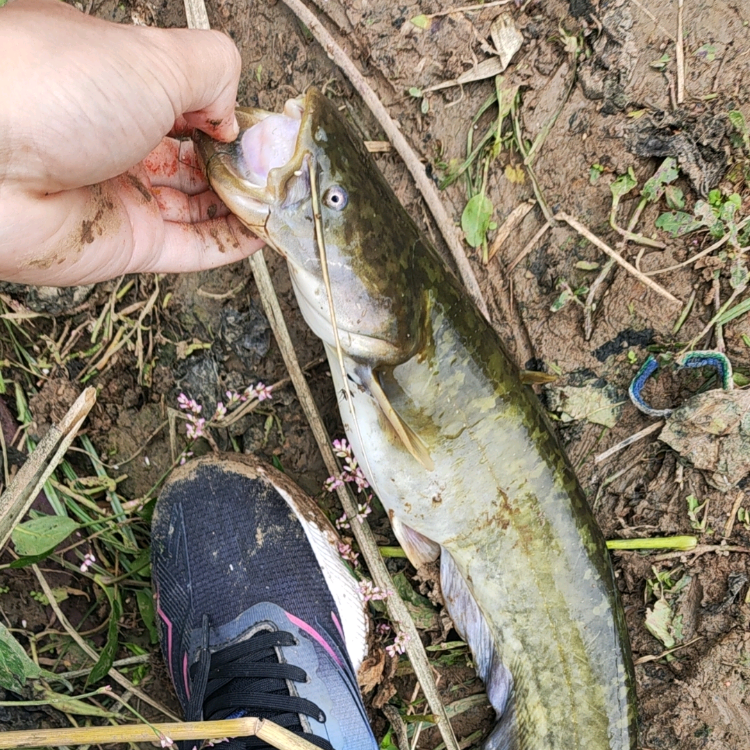 绵阳路亚群 群聊头像