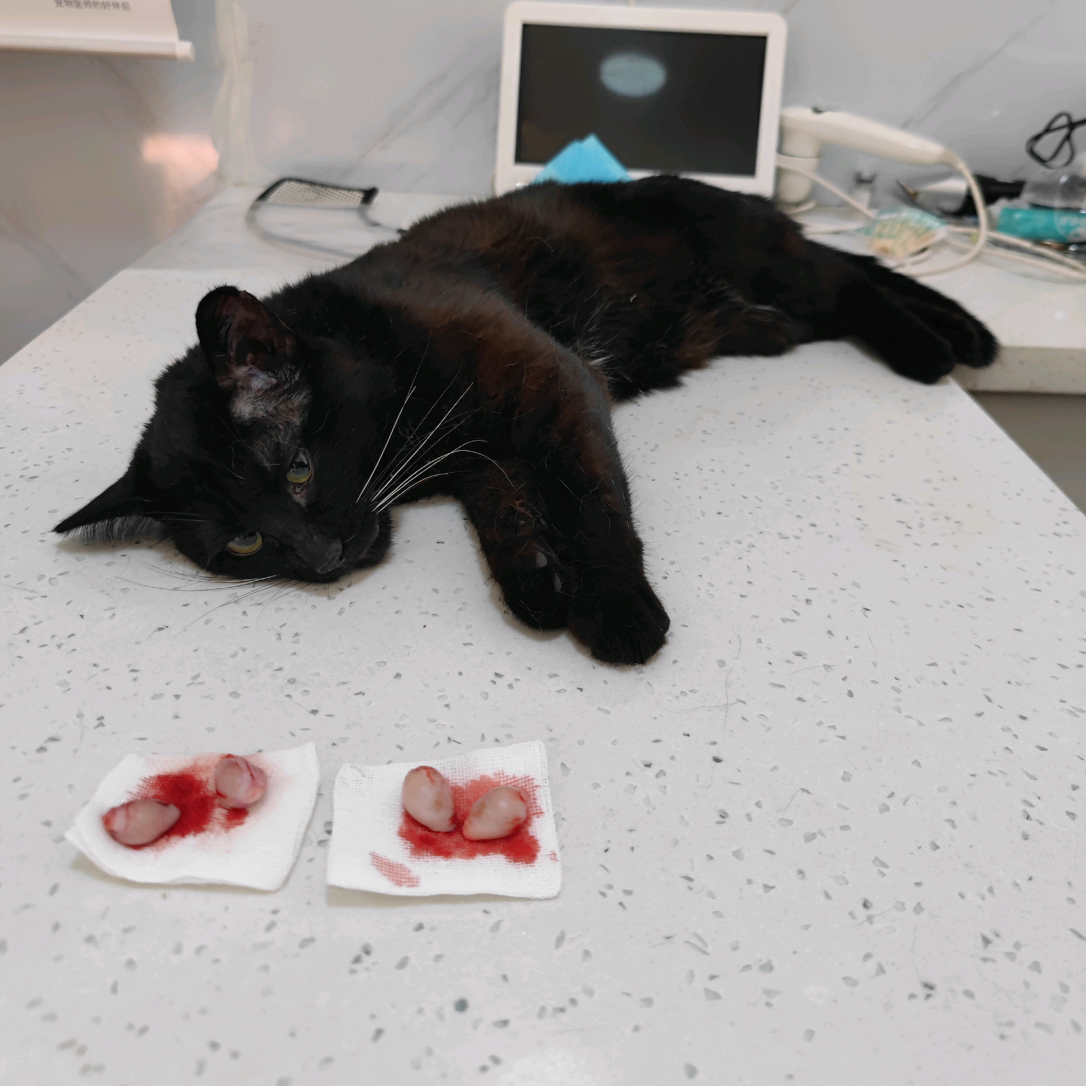 朔州同城猫狗领养 群聊头像