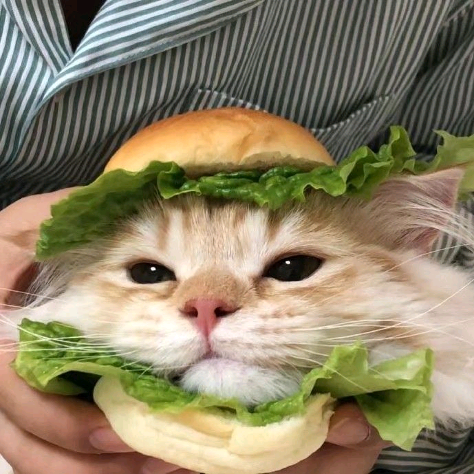 猫猫的生存日记 群聊头像