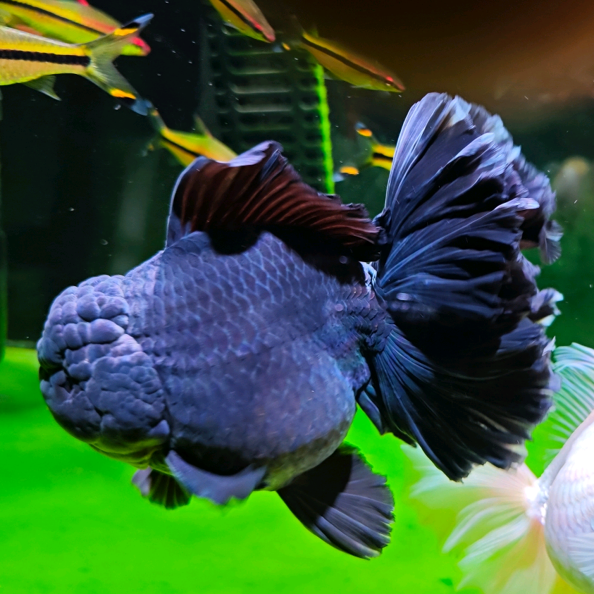 🐬养鱼🐟交流群！ 群聊头像