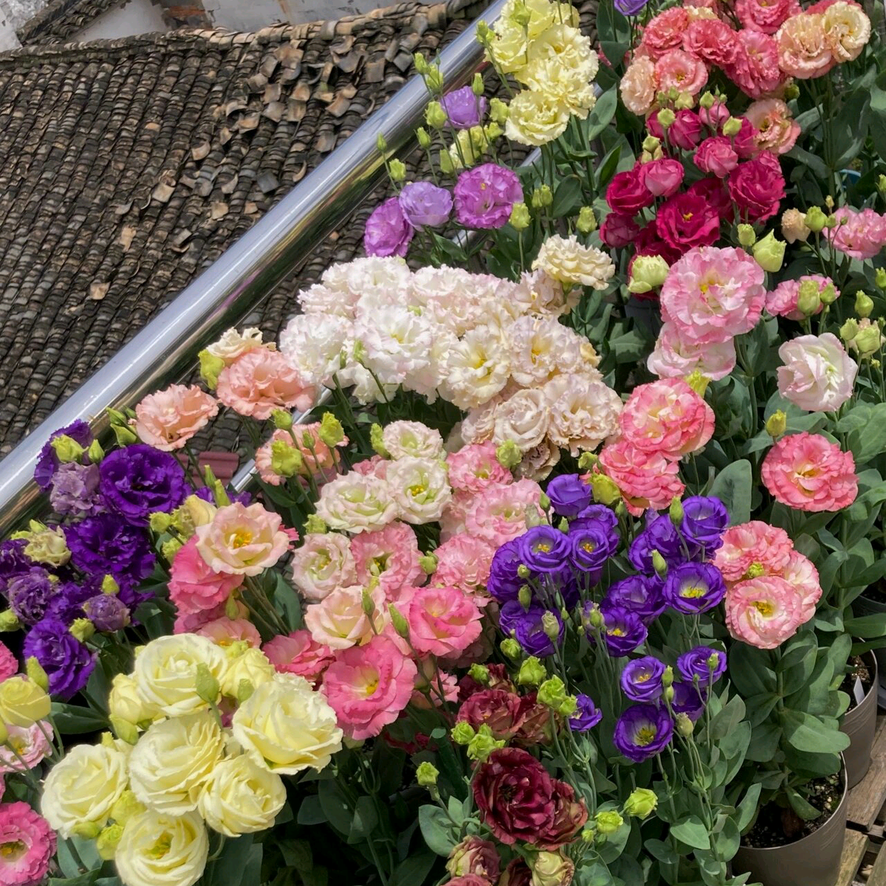 洋桔梗种籽花苗群 群聊头像
