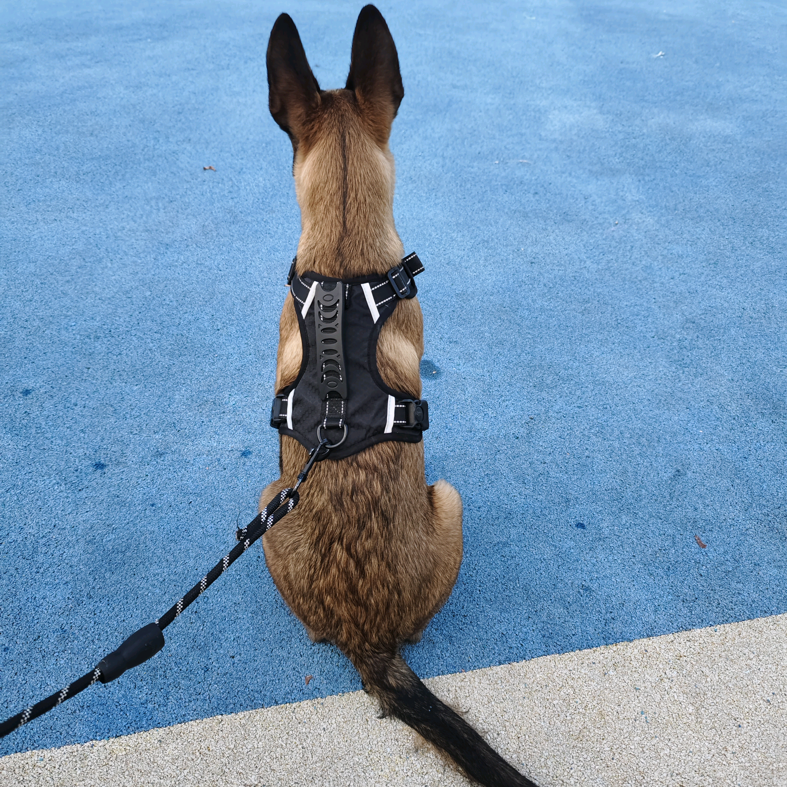 爱犬交流群 群聊头像