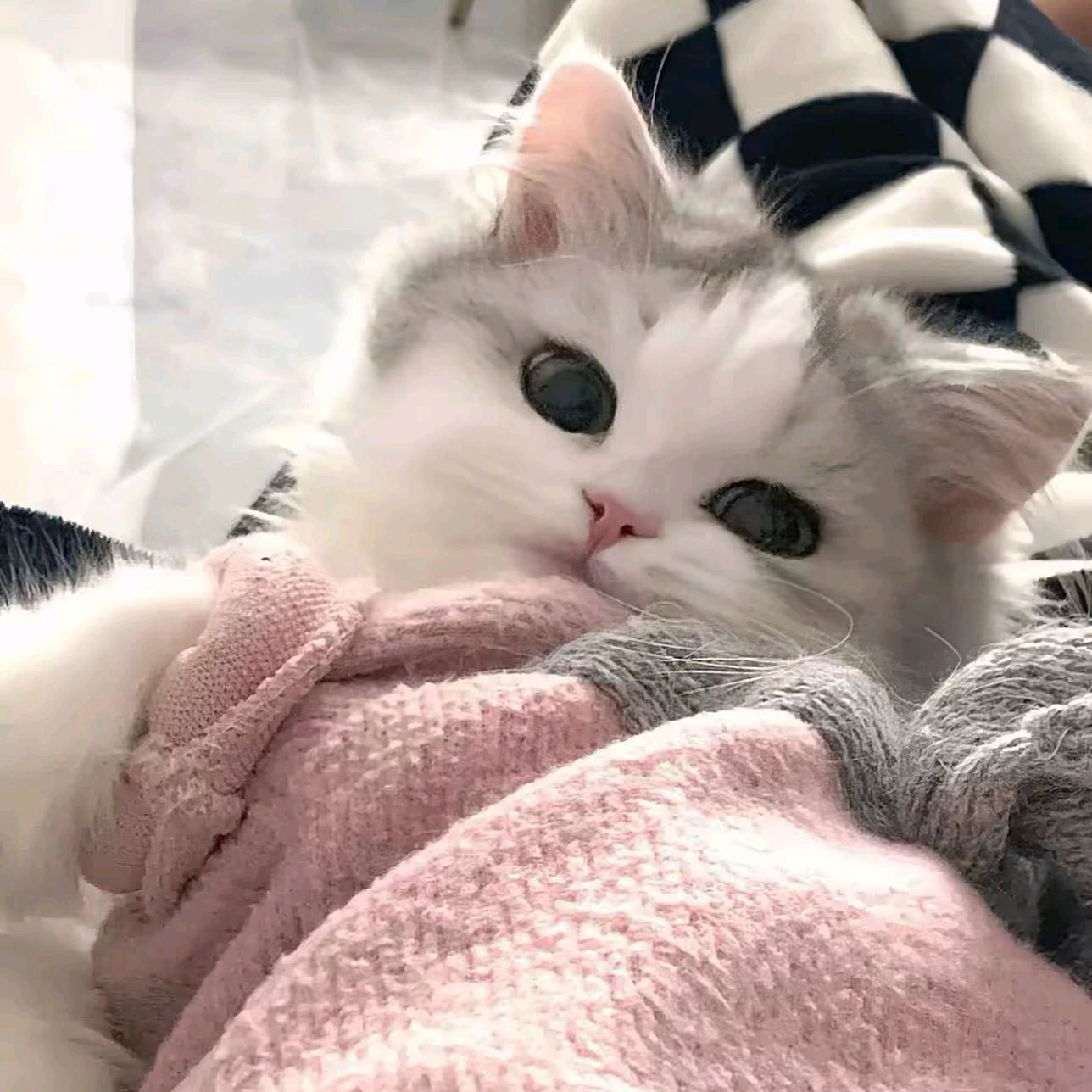 护猫大队 群聊头像