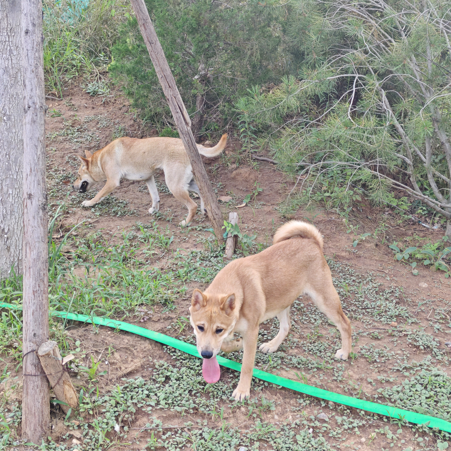 济南中华田园犬群 群聊头像