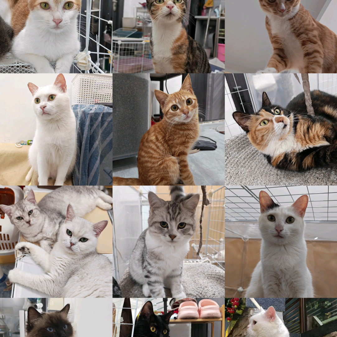 猫粮猫砂救助群 群聊头像