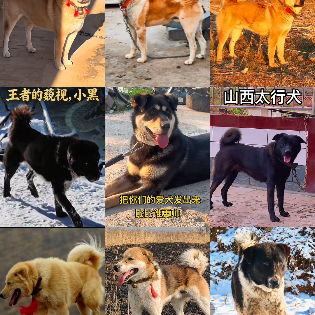 宠物聊天 群聊头像