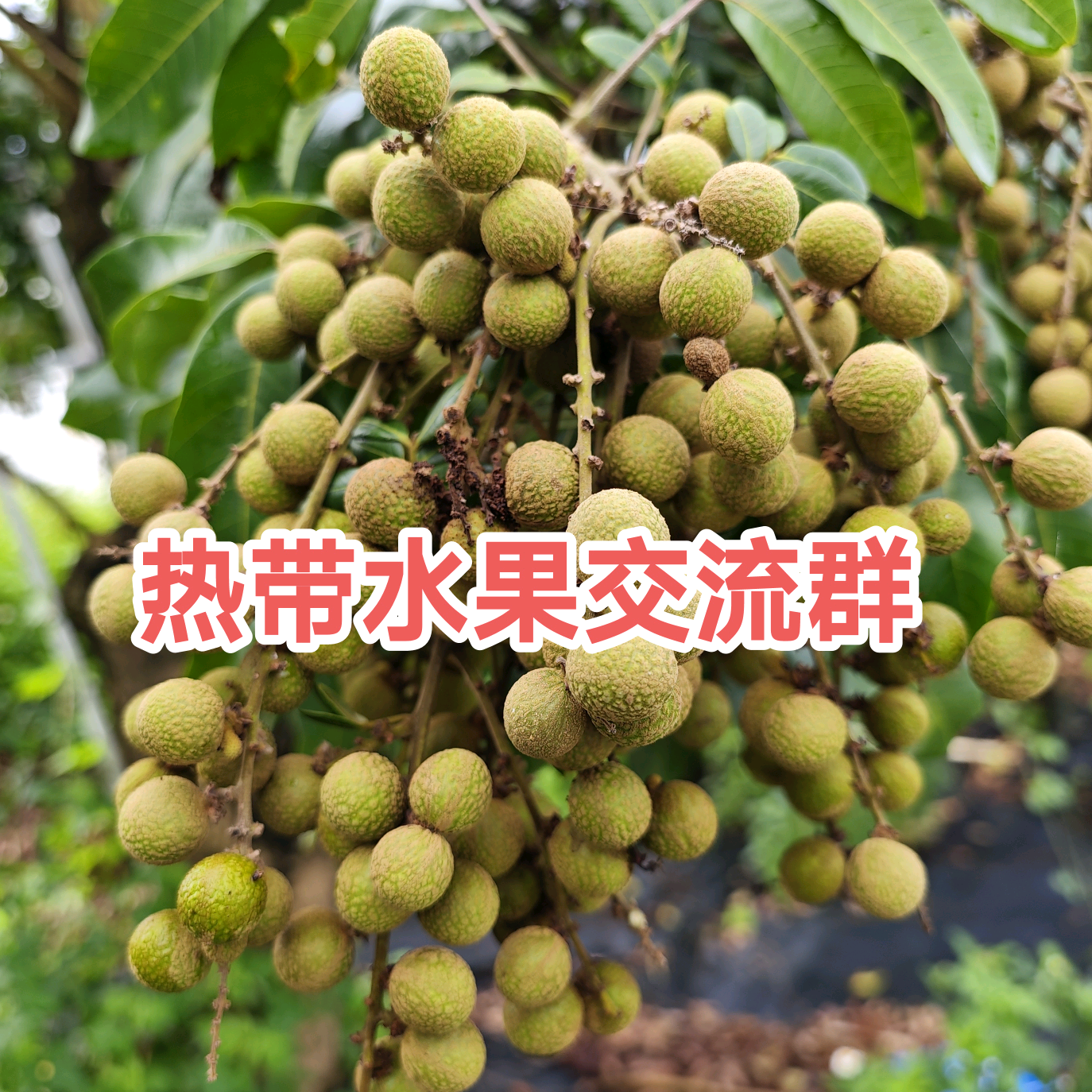 亚热带果树交流群 群聊头像