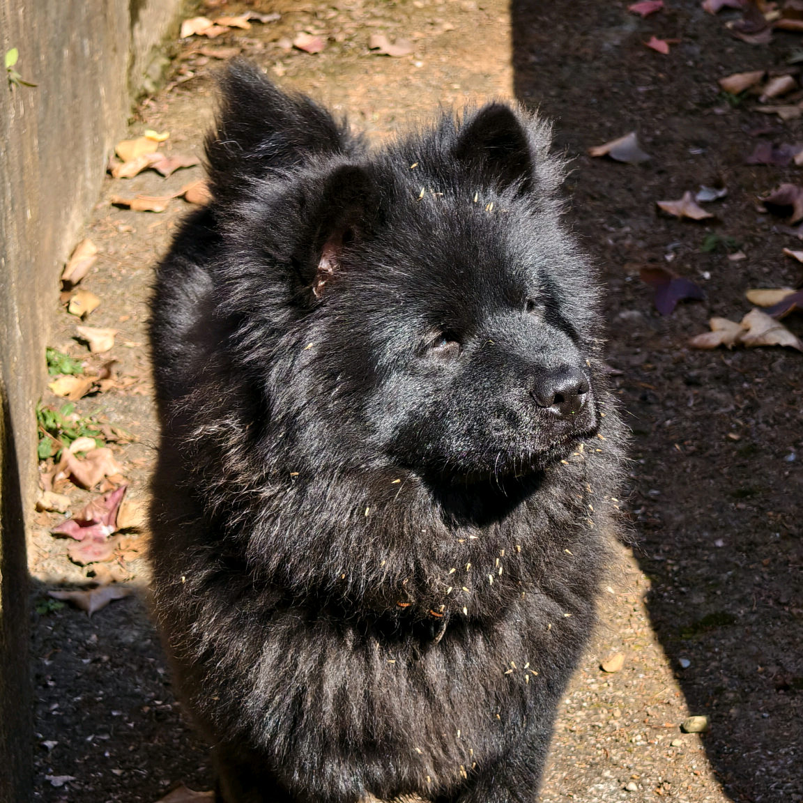 田园犬交流群！ 群聊头像