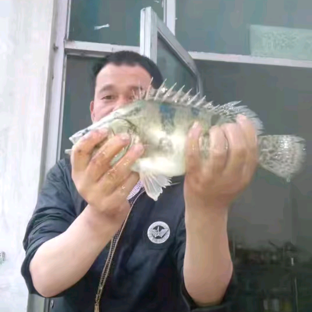 鱼情分析站 群聊头像