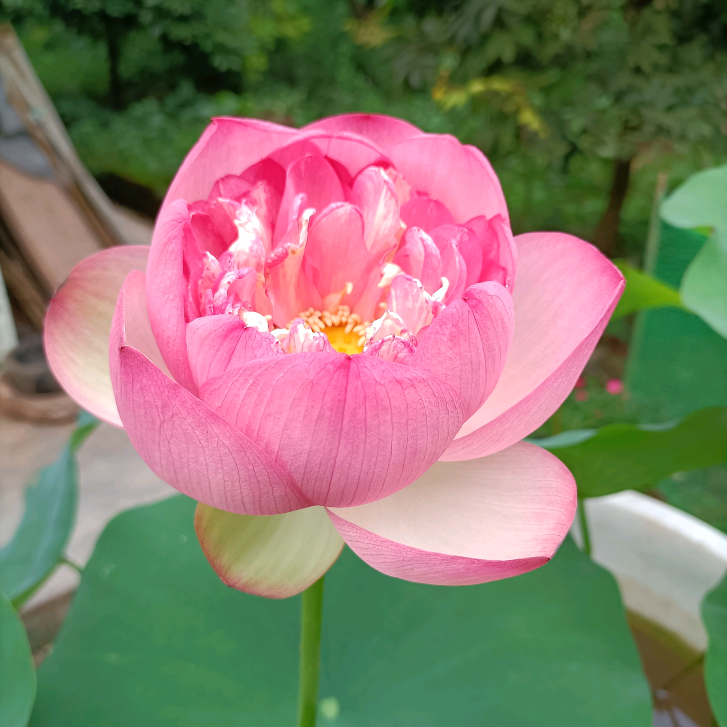 花友交流群 群聊头像