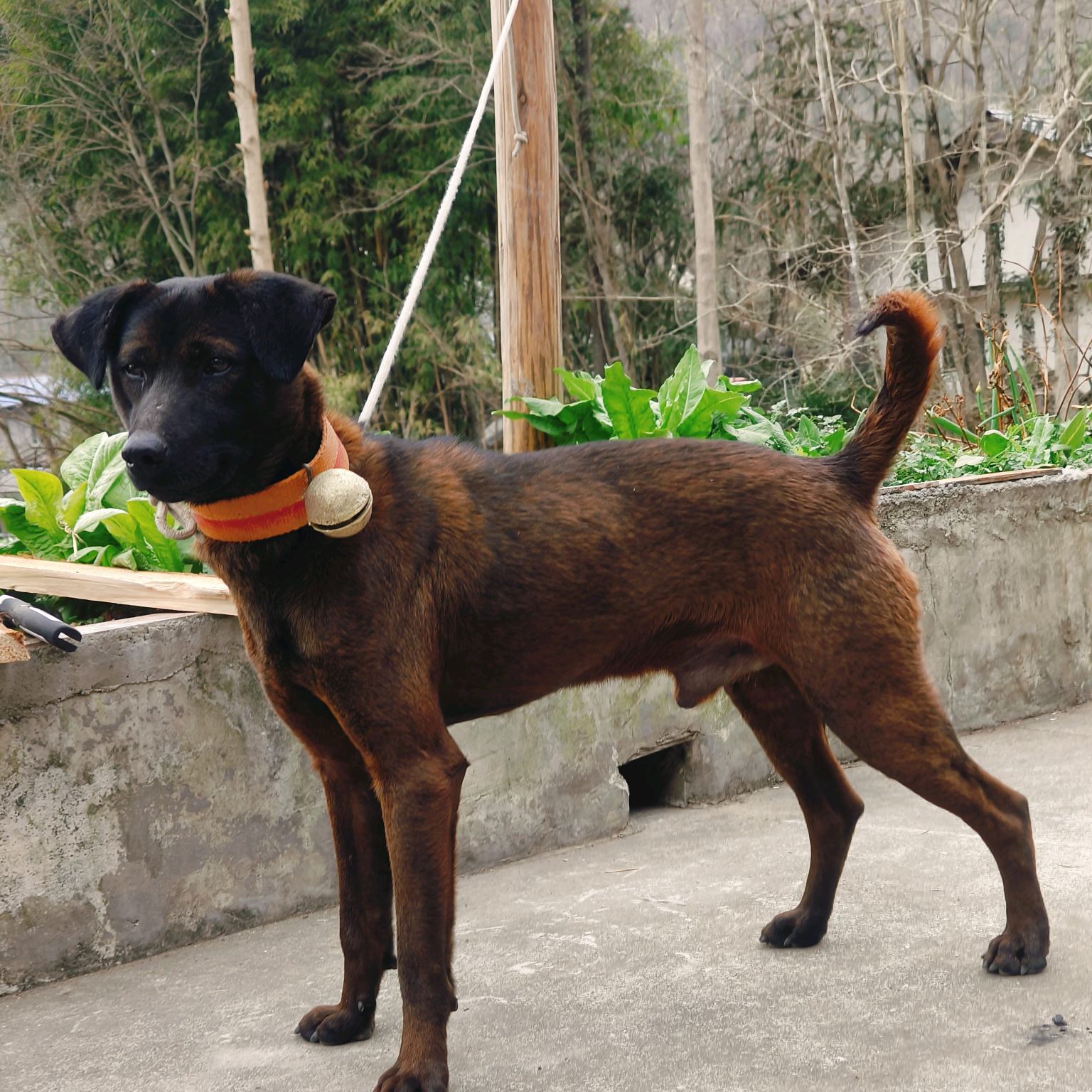 青川猎犬科普3群 群聊头像