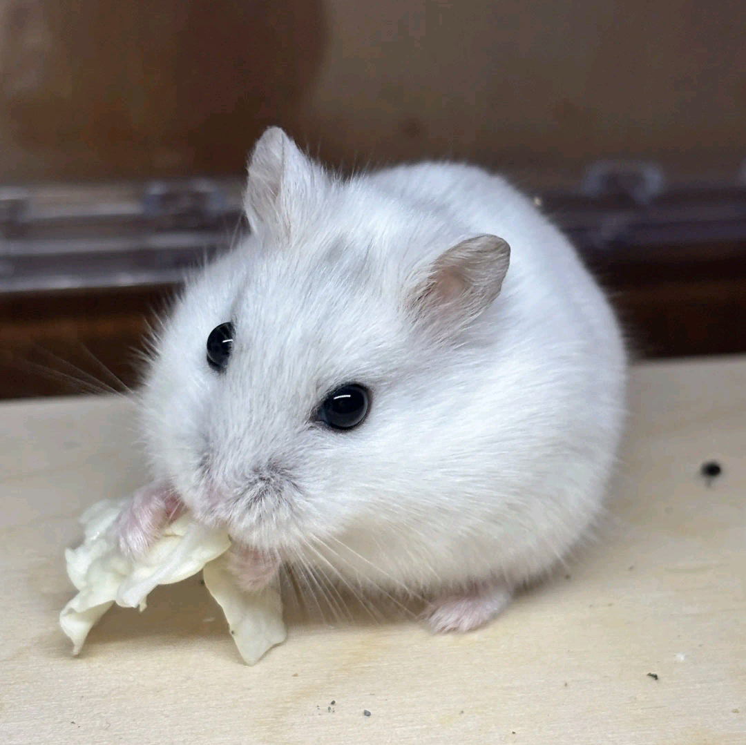仓鼠群 群聊头像
