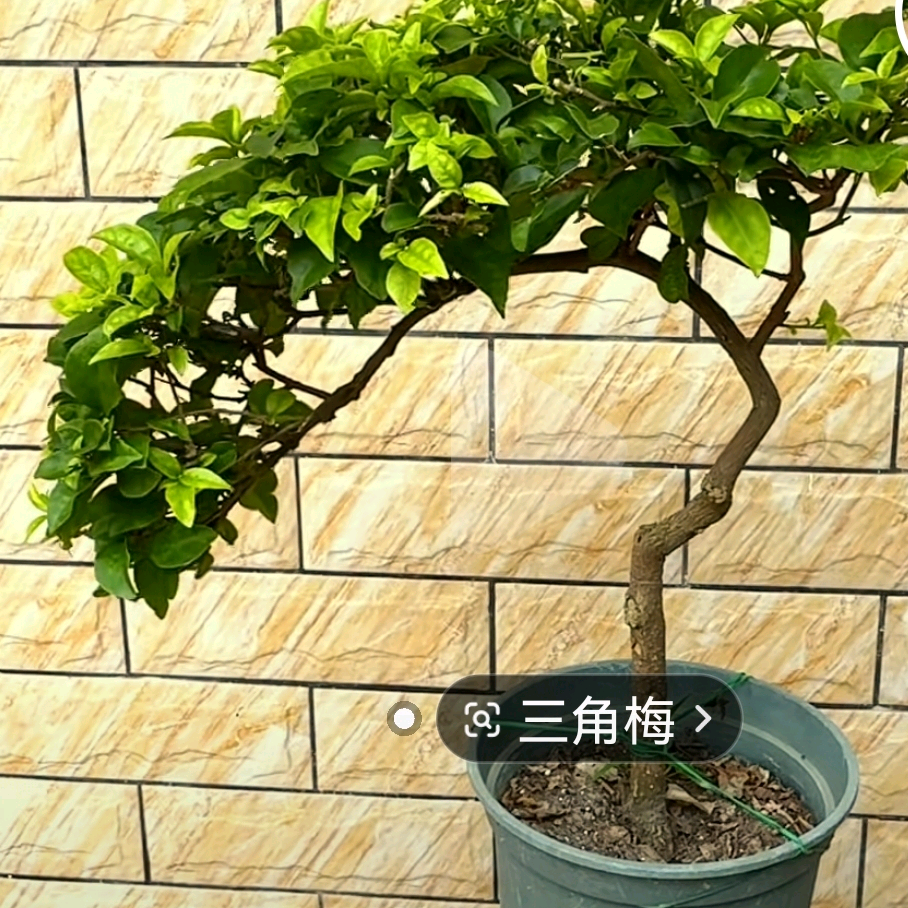 快乐养花 群聊头像