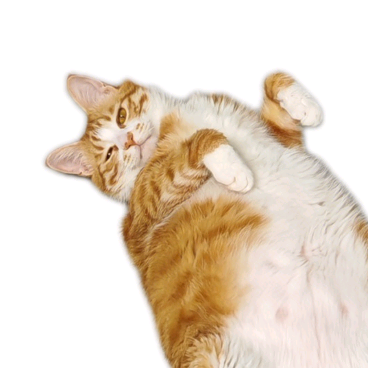 ai 猫咪视频创作群 群聊头像