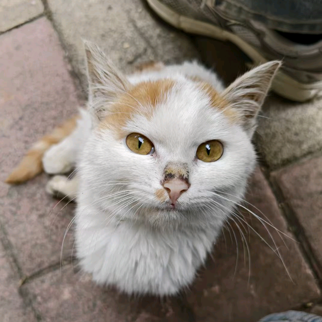 小猫救助 群聊头像
