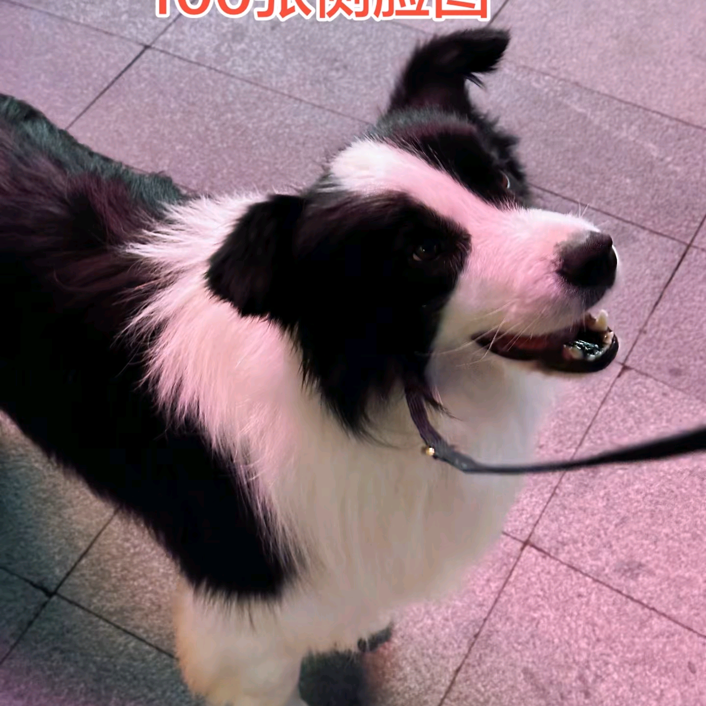 边牧2群 群聊头像