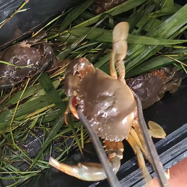 海角部落 群聊头像