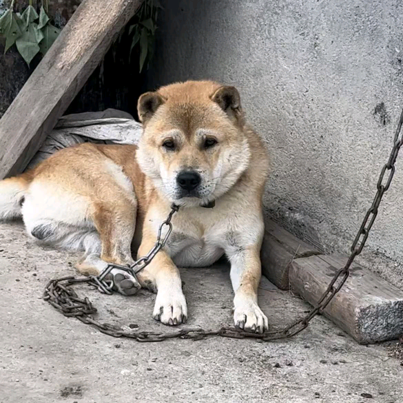 猎犬爱好者 群聊头像