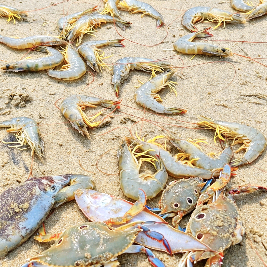 电白赶海群 群聊头像