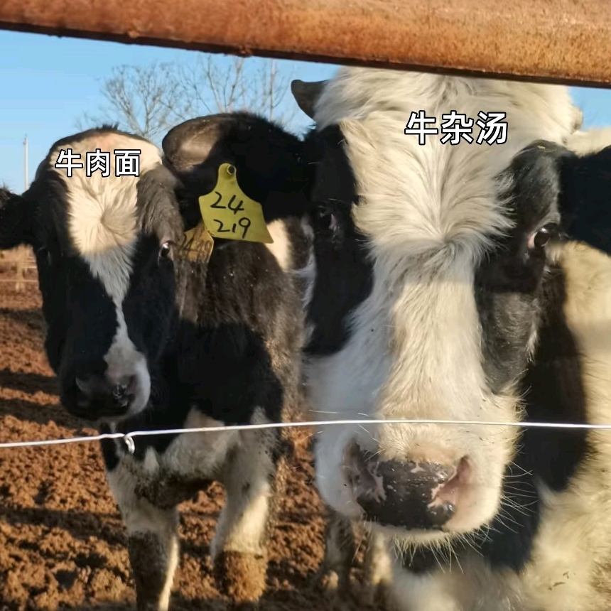 牛气冲天 群聊头像
